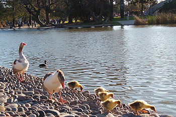 lago del planetario