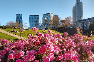 rosedal puerto madero